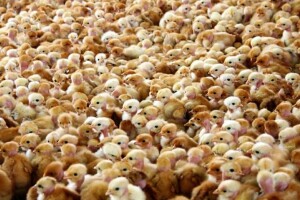 'Rat' Velike Britanije i SAD-a zbog antibiotika na farmama?