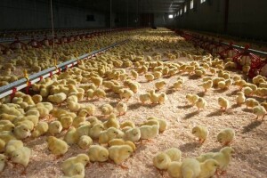 Preko 60 miliona pilića u Engleskoj i Walesu nije zaklano zbog bolesti?