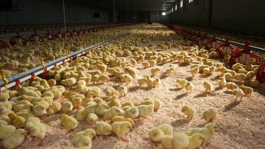 Preko 60 miliona pilića u Engleskoj i Walesu nije zaklano zbog bolesti?