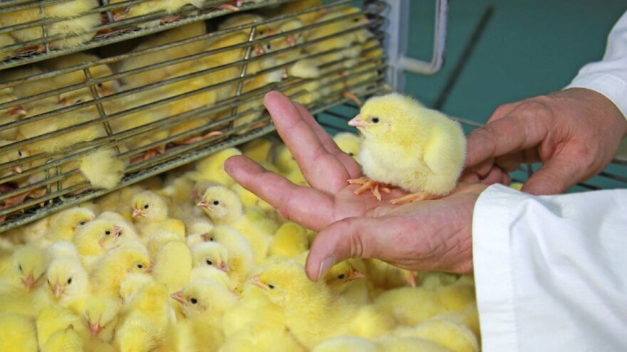 Razvili tehniku kojom mijenjaju spol embrija pilića s muškog na ženski