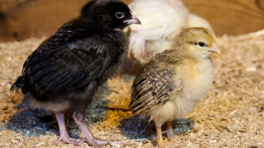 Savjeti za uspješno izvođenje pilića