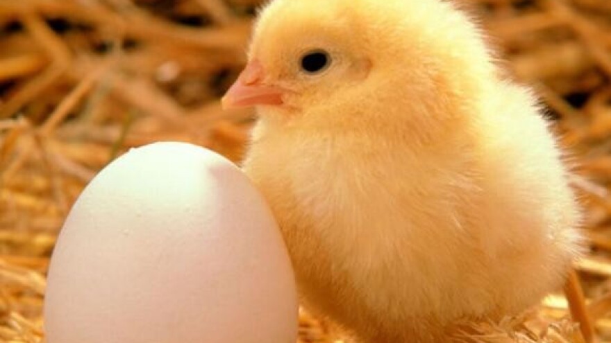 Važnost vitamina B2