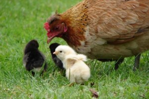 BiH zabranila uvoz peradi, goveda i ribe iz Hrvatske