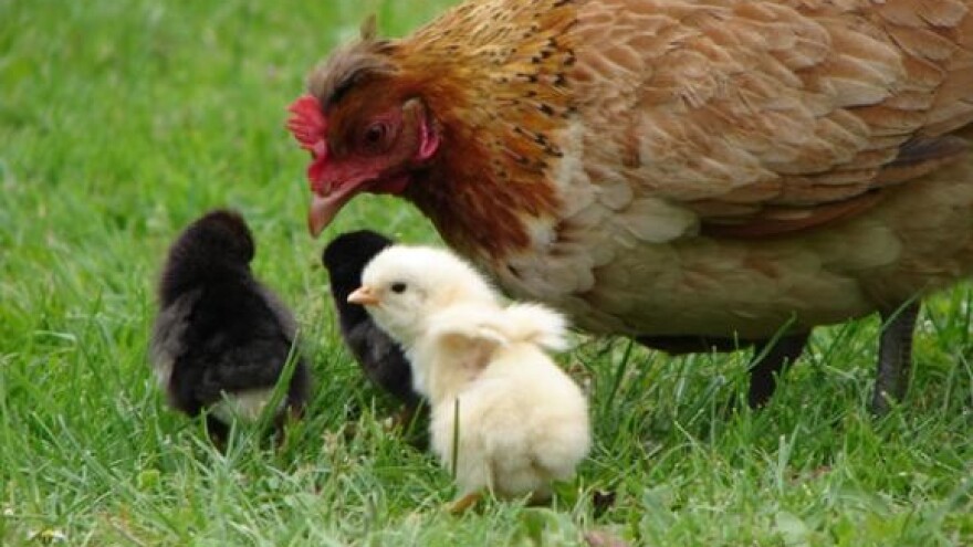 BiH zabranila uvoz peradi, goveda i ribe iz Hrvatske