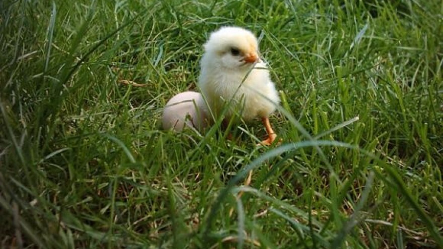 Građanima najviše smeta perad