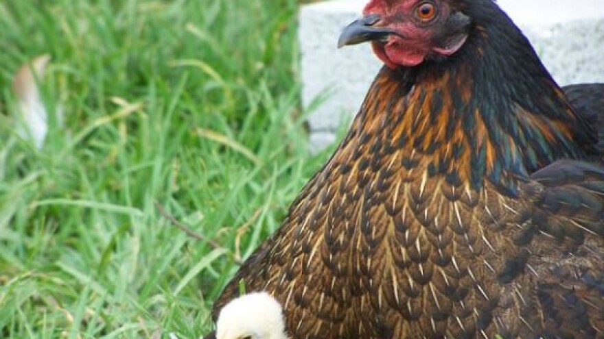 Međimurske tvrtke bez veće štete