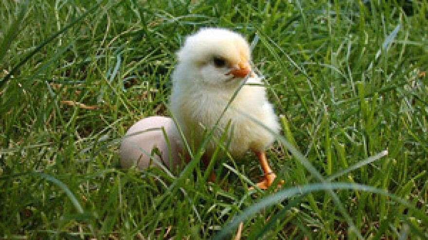 Ponovno proradio Valionik