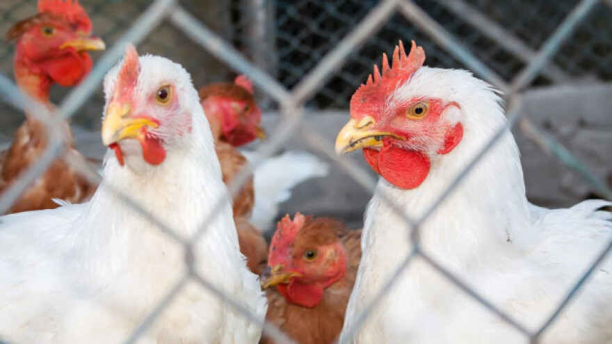 Kamo s pilećim izmetom nakon turnusa?