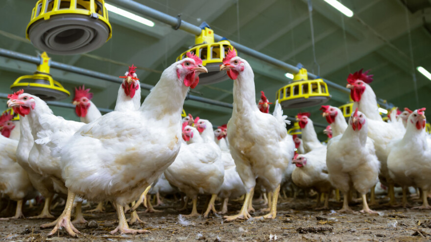 Rast izvoza od 9% u peradarskom sektoru