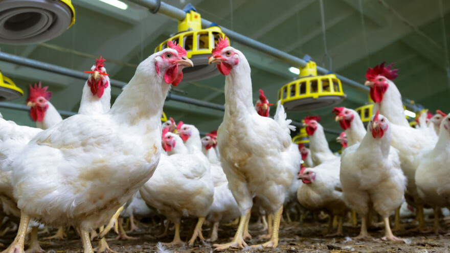 Mirko Šarović: Nakon piletine, na redu jaja i crveno meso