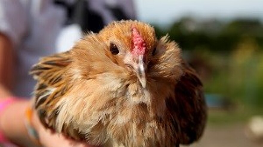 Je li kokoš bila sretna?