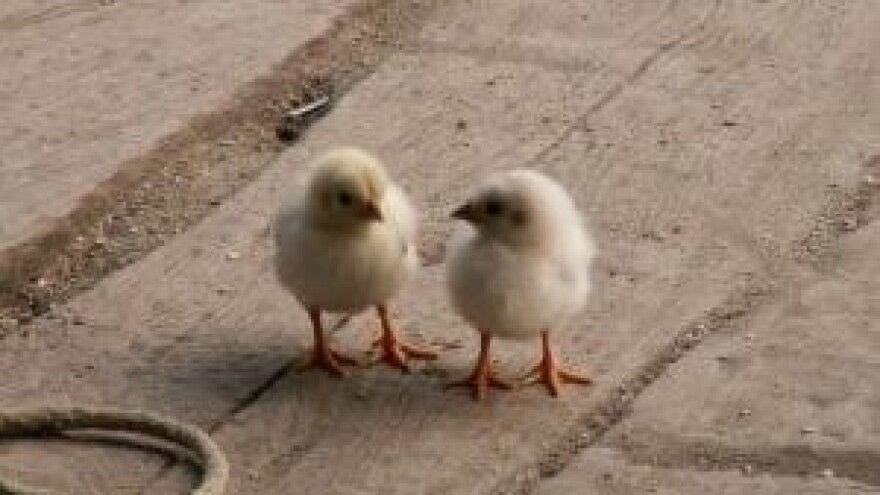 1,86 mil. kn iz IPARD-a za peradarsku farmu