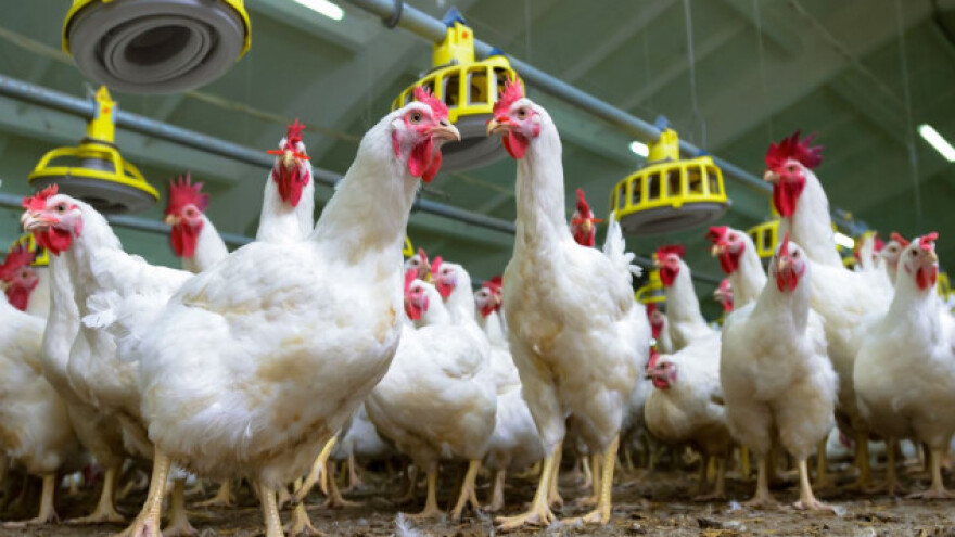 Ptičji grip se širi Evropom