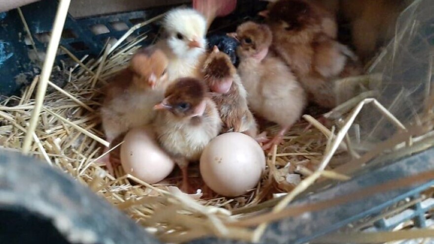 Malim proizvođačima 30.000 pilića banatskog gološijana za očuvanje rase