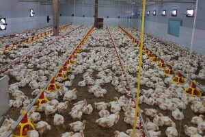 Potres zabilježila kamera na farmi pilića - nije baš ugodan prizor