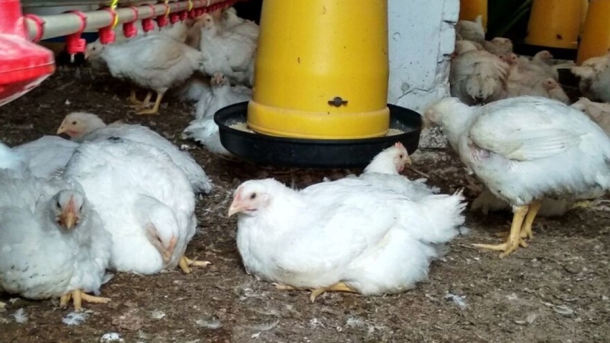 Proizvodnja peradi mora konkretnije da se podrži i da joj se smanje nameti