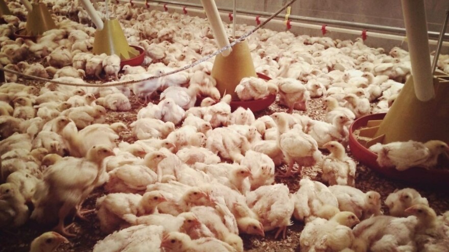 Zašto pilići padaju s nogu?