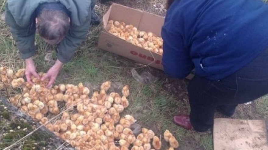 U polju pronašli hiljadu jednodnevnih pilića!