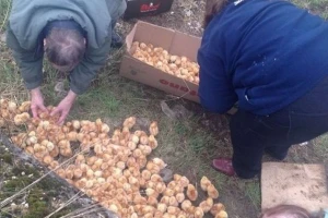 U polju pronašli tisuću jednodnevnih pilića!