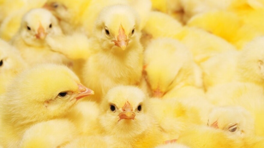 Prevrnuo se kamion pun pilića u Rekavicama