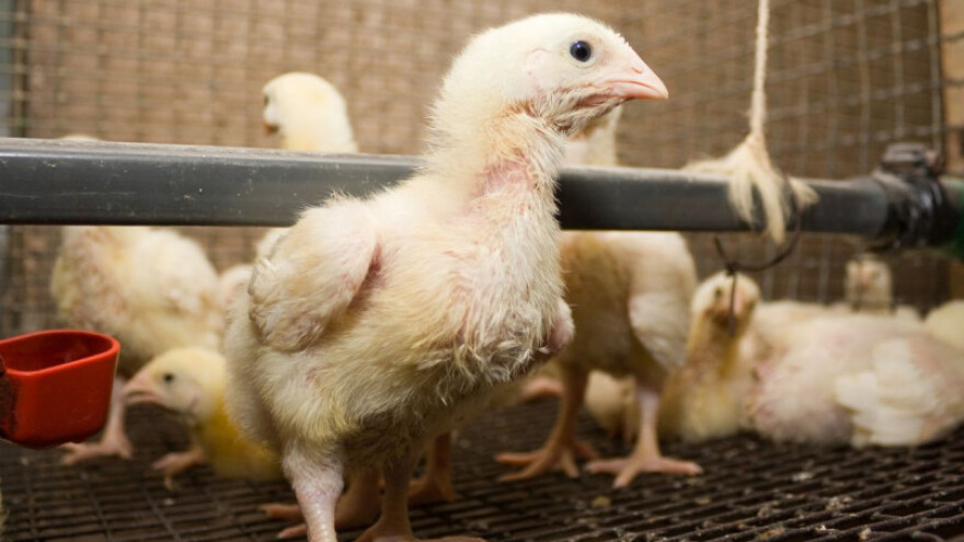 Blagi pad proizvodnje jednodnevne peradi