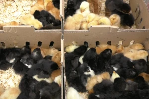 Za živinare isplativa proizvodnja malih pilića - cene prihvatljive
