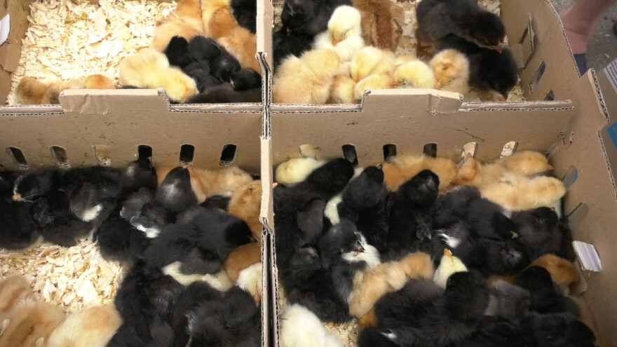 Za živinare isplativa proizvodnja malih pilića - cene prihvatljive