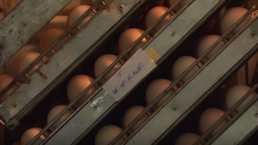 Za tov pilića 1,58 milijuna kuna iz IPARD-a