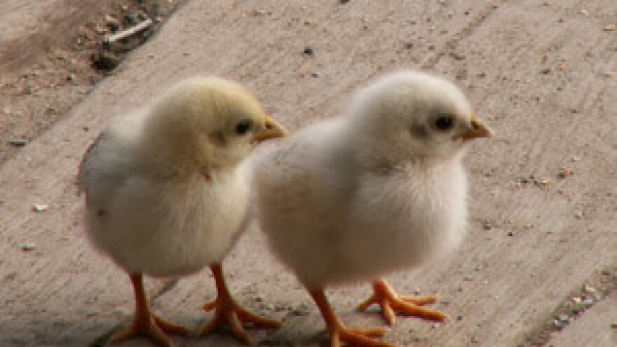 Zarazna kržljavost pilića