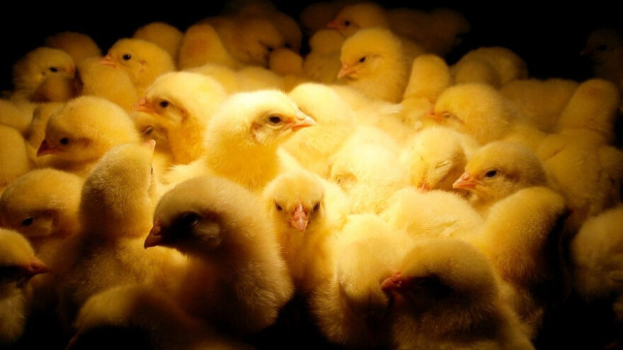 Smrtnost pilića smanjena pomoću aplikacije