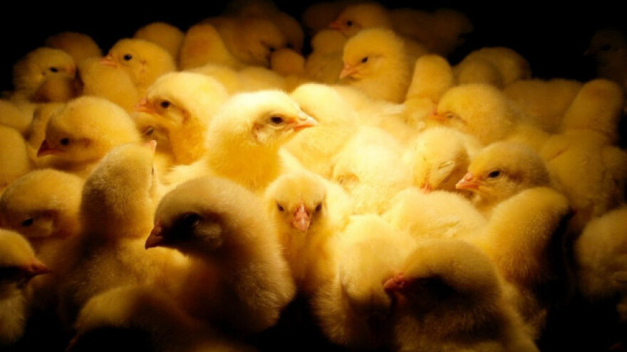 Smrtnost pilića smanjena pomoću aplikacije