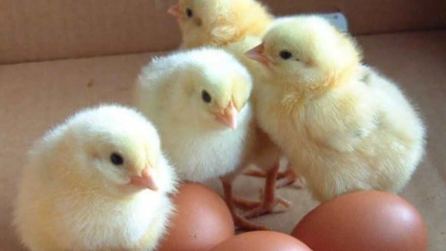 Bioplinara na pileći izmet i kukuruz