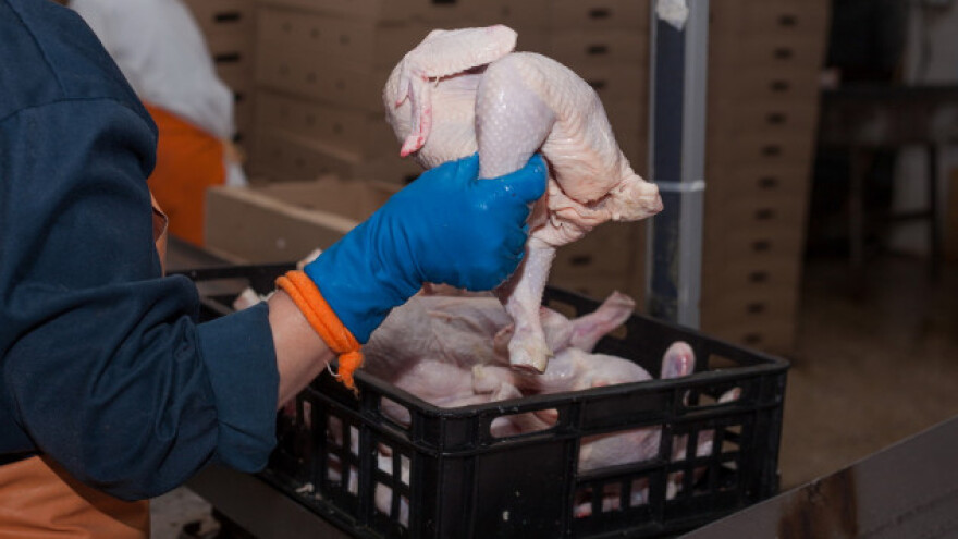 Piletina i jaja izvor najčešćih zaraza hranom