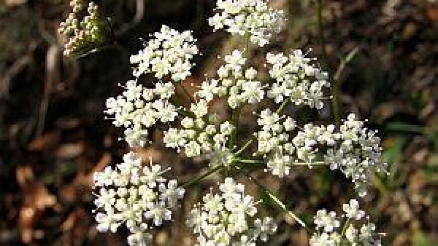 Ljekoviti korijen bedrenike