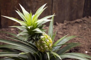 Kako da zasadite ananas u kućnim uslovima?