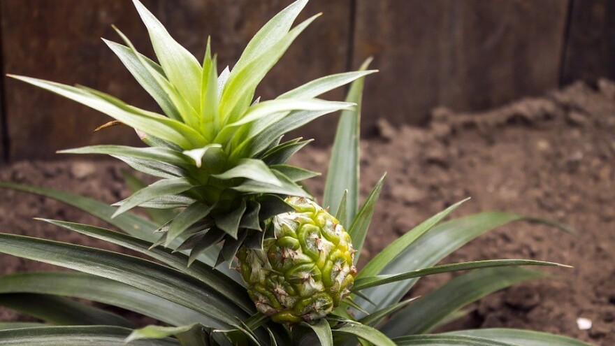 Kako da zasadite ananas u kućnim uslovima?