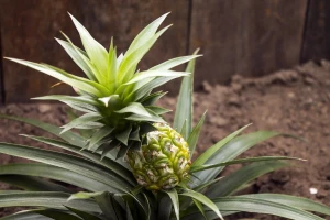 Kako uzgojiti ananas u kućnim uvjetima?