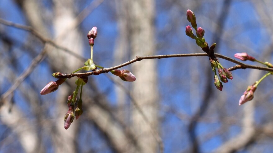 Bubrenje pupoljaka - toplo vreme uslovilo kretanje vegetacije