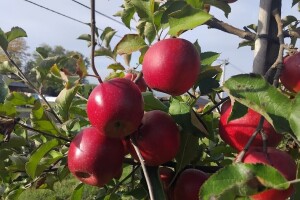 Pink lejdi: Među prvima cveta, a poslednja stiže za berbu