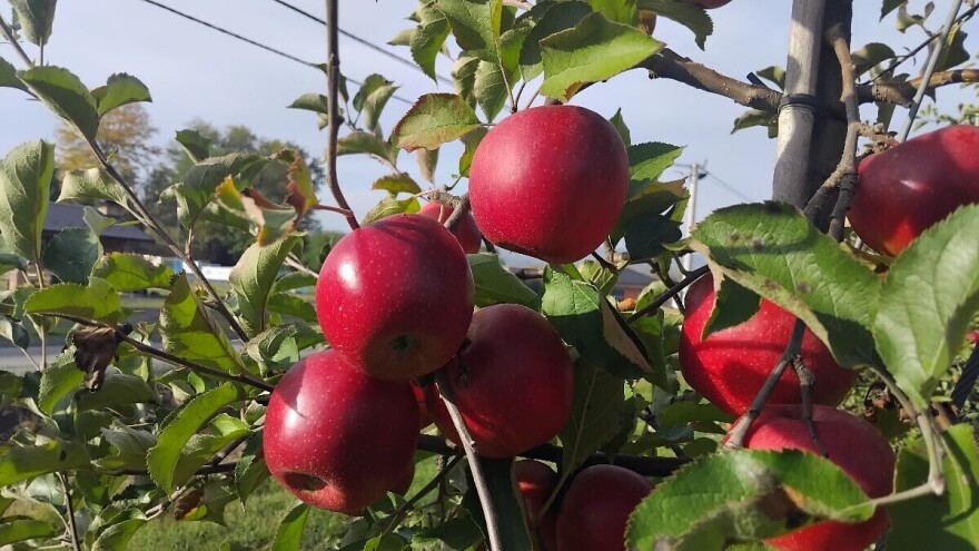 Pink lady: Kraljica jeseni koja se "ispod žita" uzgaja u BiH