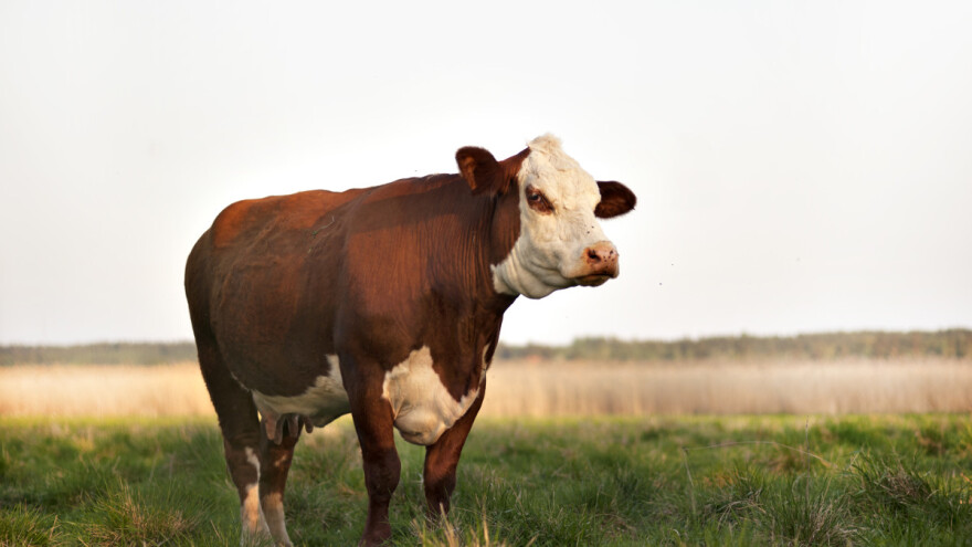Poslije 43 godine ukrštanja stvorena nova kineska rasa goveda - Huaxi