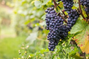U duvanjskom kraju niču vinogradi, posađena četiri, planiraju i peti