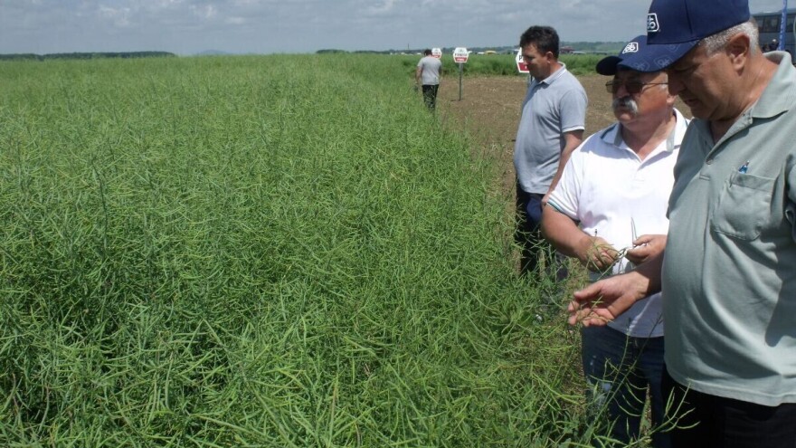 Novi tretmani sjemena na Pioneer hibridima uljane repice
