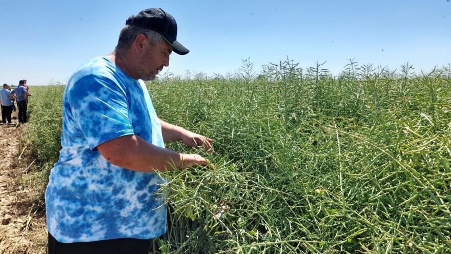 Idemo dalje u smjeru visokih prinosa, repice s visokom uljnošću