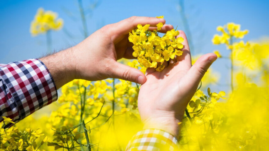 Siguran prinos Pioneer uljane repice!