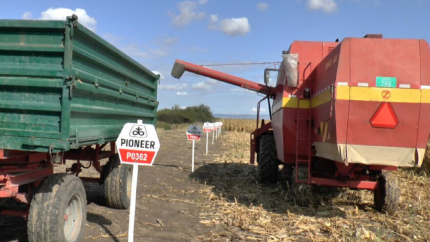 "Pioneer" hibridi dali rod od 8 t/ha kukuruza