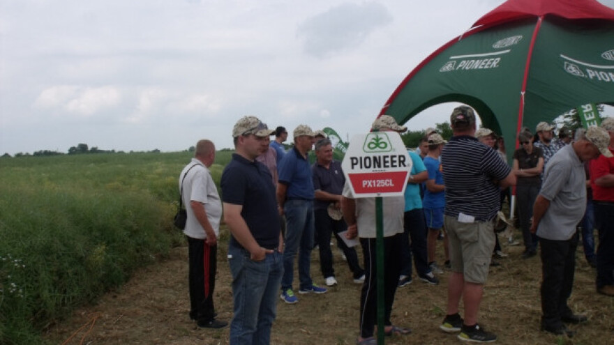 Pioneer tehnologije u hibridima uljane repice