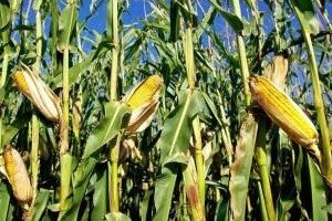 Rekordna godina za DuPont Pioneer
