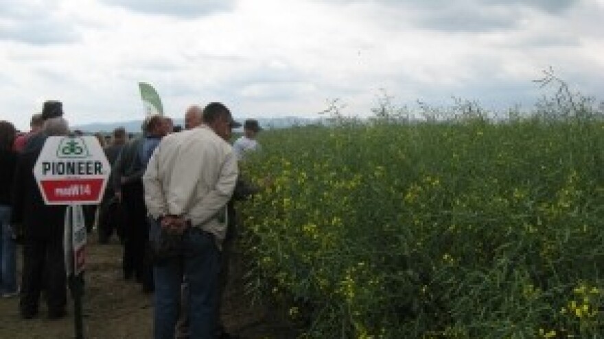 Centralni dani polja sjemena uljane repice - Pioneer