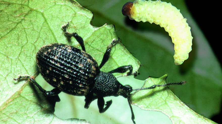 Entomopatogene nematode - ekološko suzbijanje zemljišnih štetnika